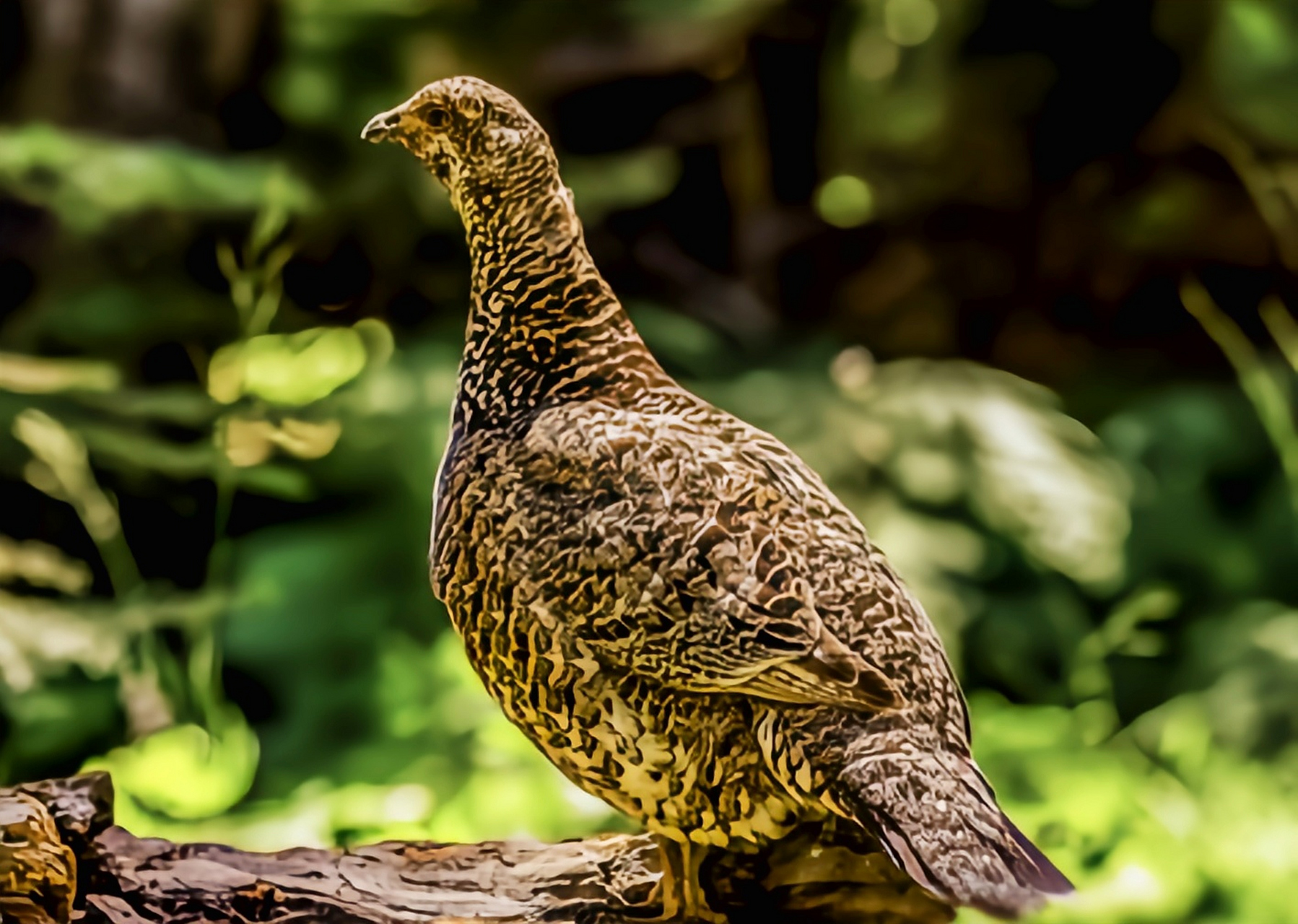 跨年创作挑战赛# 乌蓝松鸡别名阿拉斯加乌蓝松鸡,是一种大型走禽.