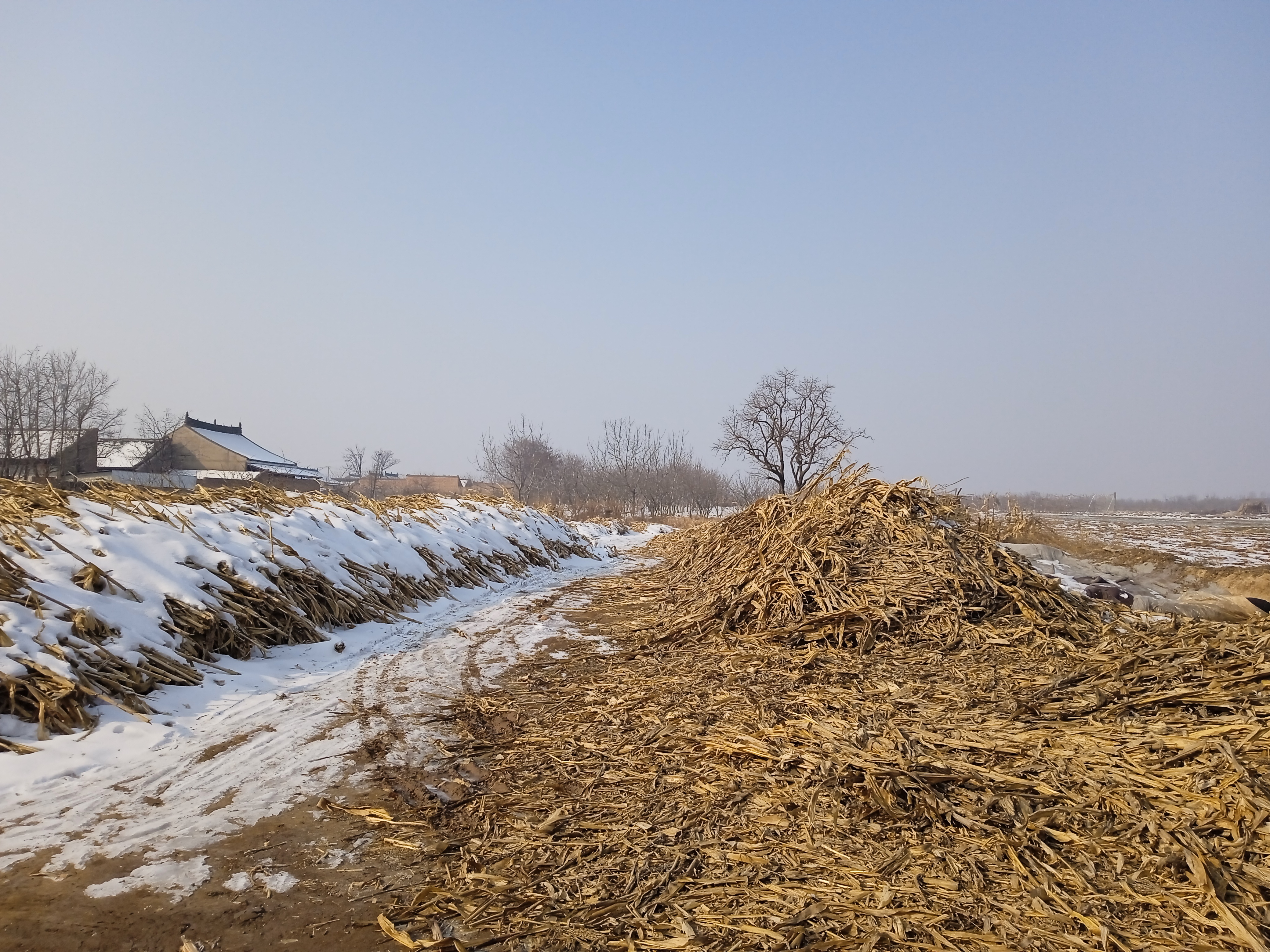 冬日农村巷外,堆积一堆一堆的玉米杆,过去村民用它烧炕做饭,你知道