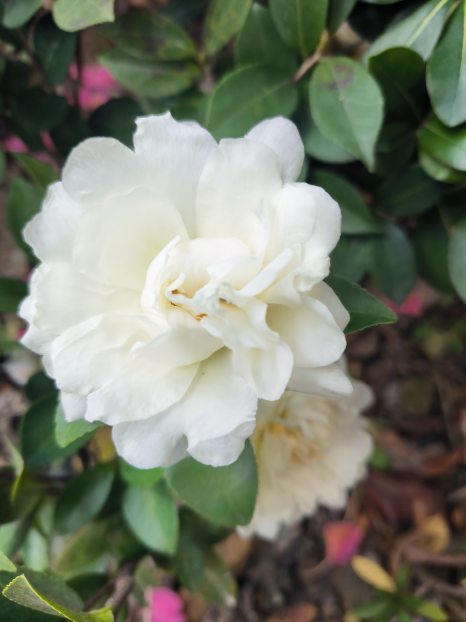 黄色的花蕊点缀在花瓣里,羞羞答答的样子像是一个个曼妙的少女.