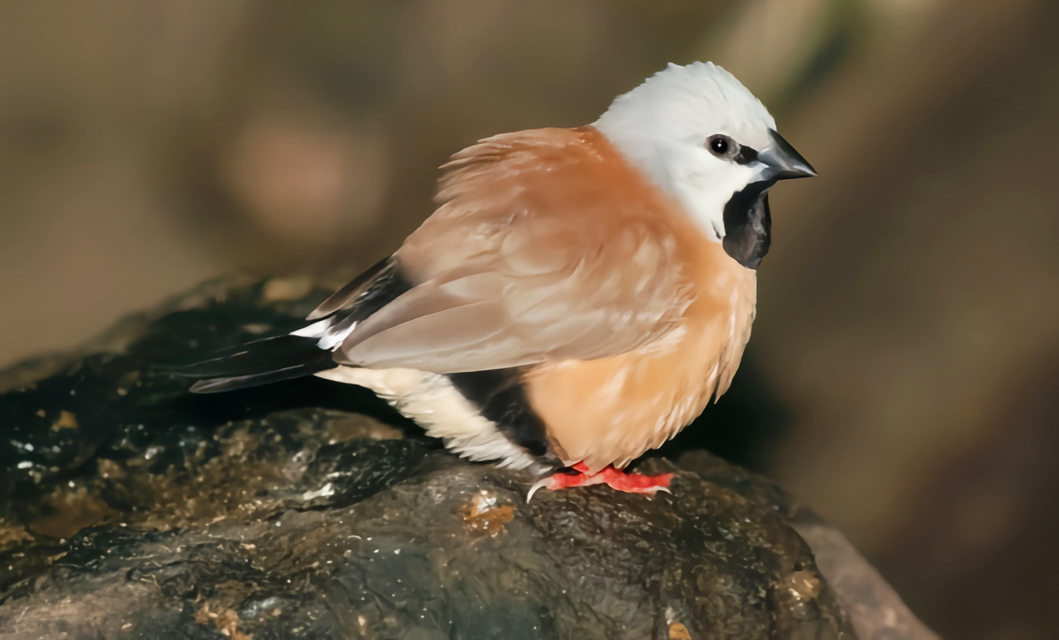 跨年创作挑战赛# 黑喉草雀别名巴森雀,是珍贵的观赏鸟类,共2个亚种.