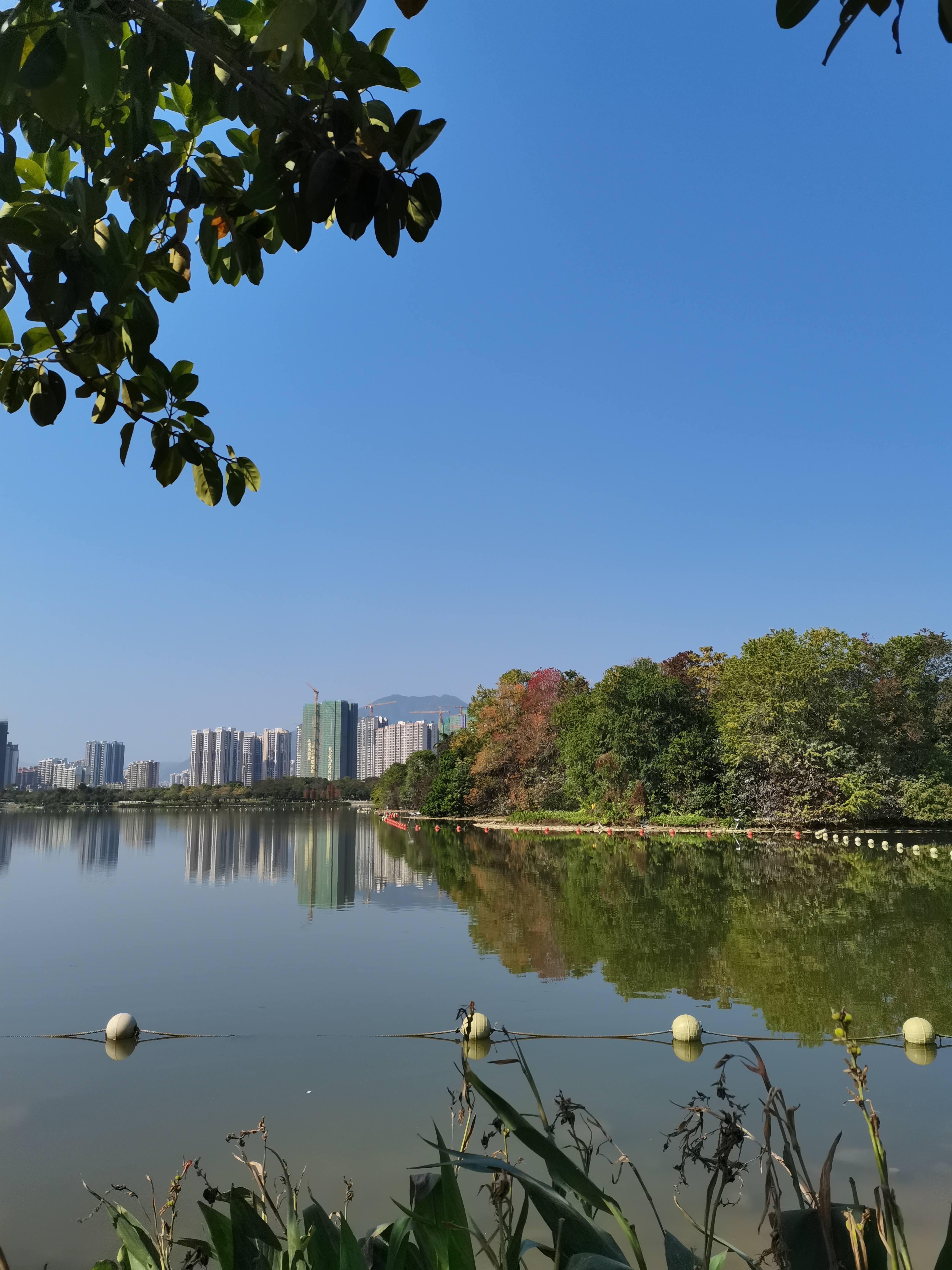 大树连水图片