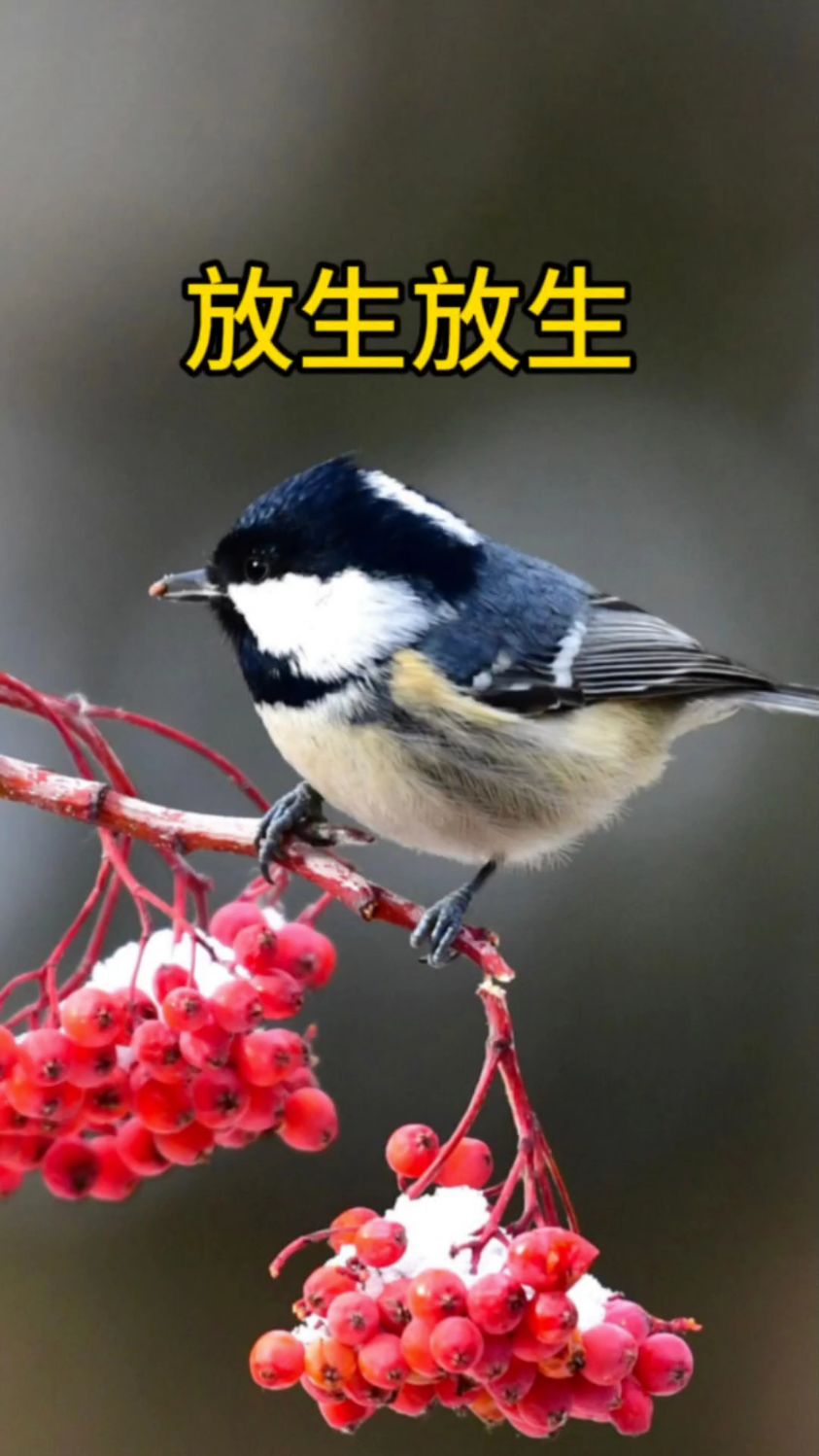 放生山雀一只,也不知道是什么山雀