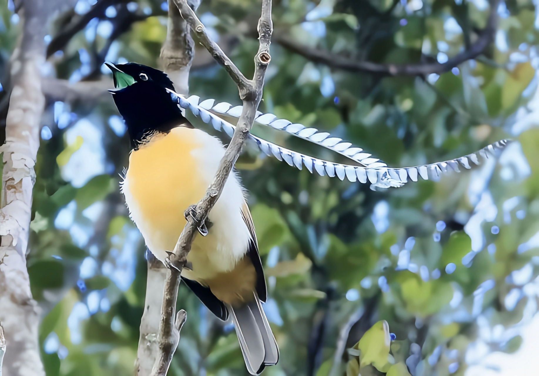 跨年创作挑战赛# 萨克森极乐鸟生活在印尼,巴布亚新几内亚的深山雨林
