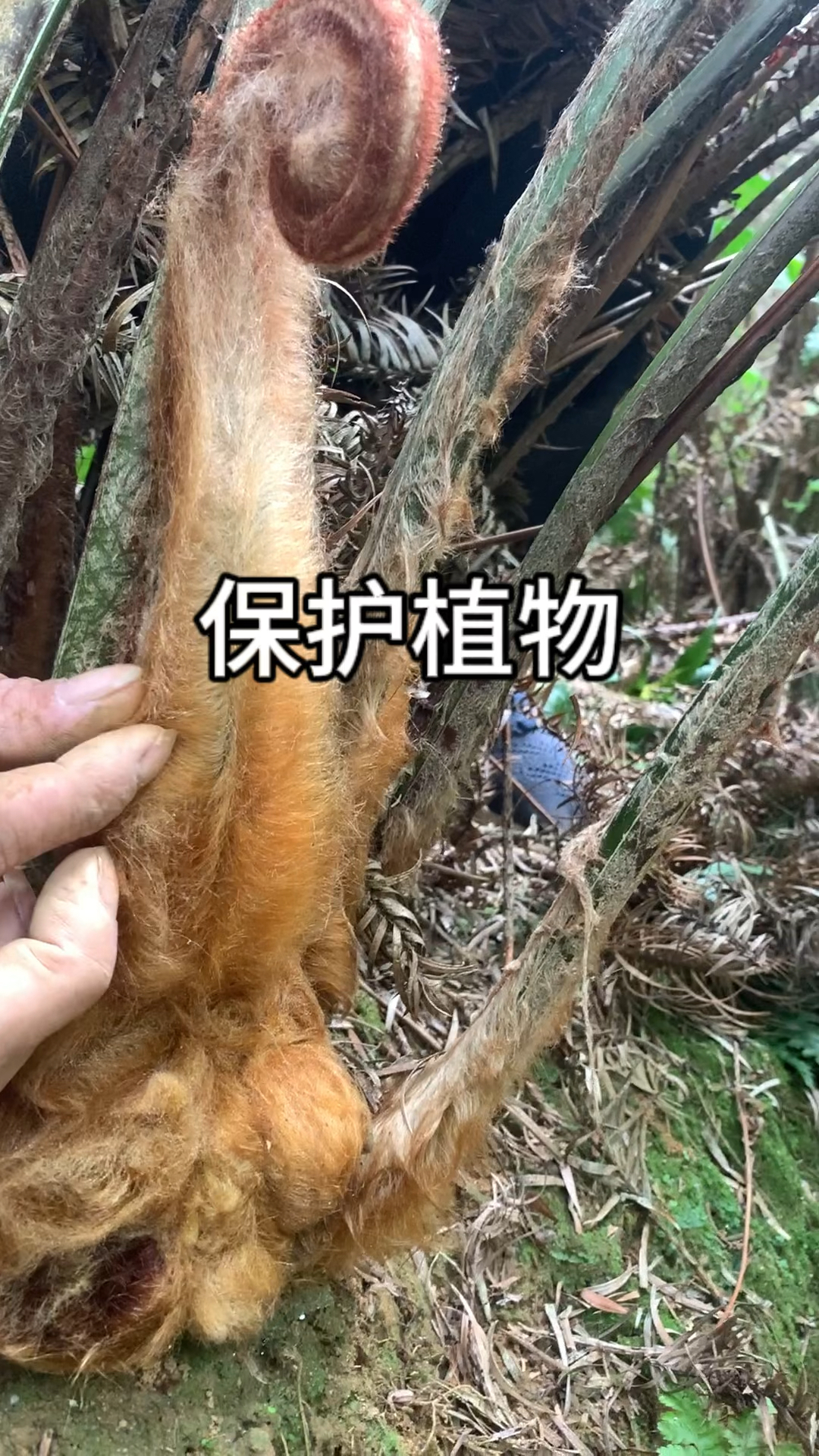 金毛狗蕨,保护植物.