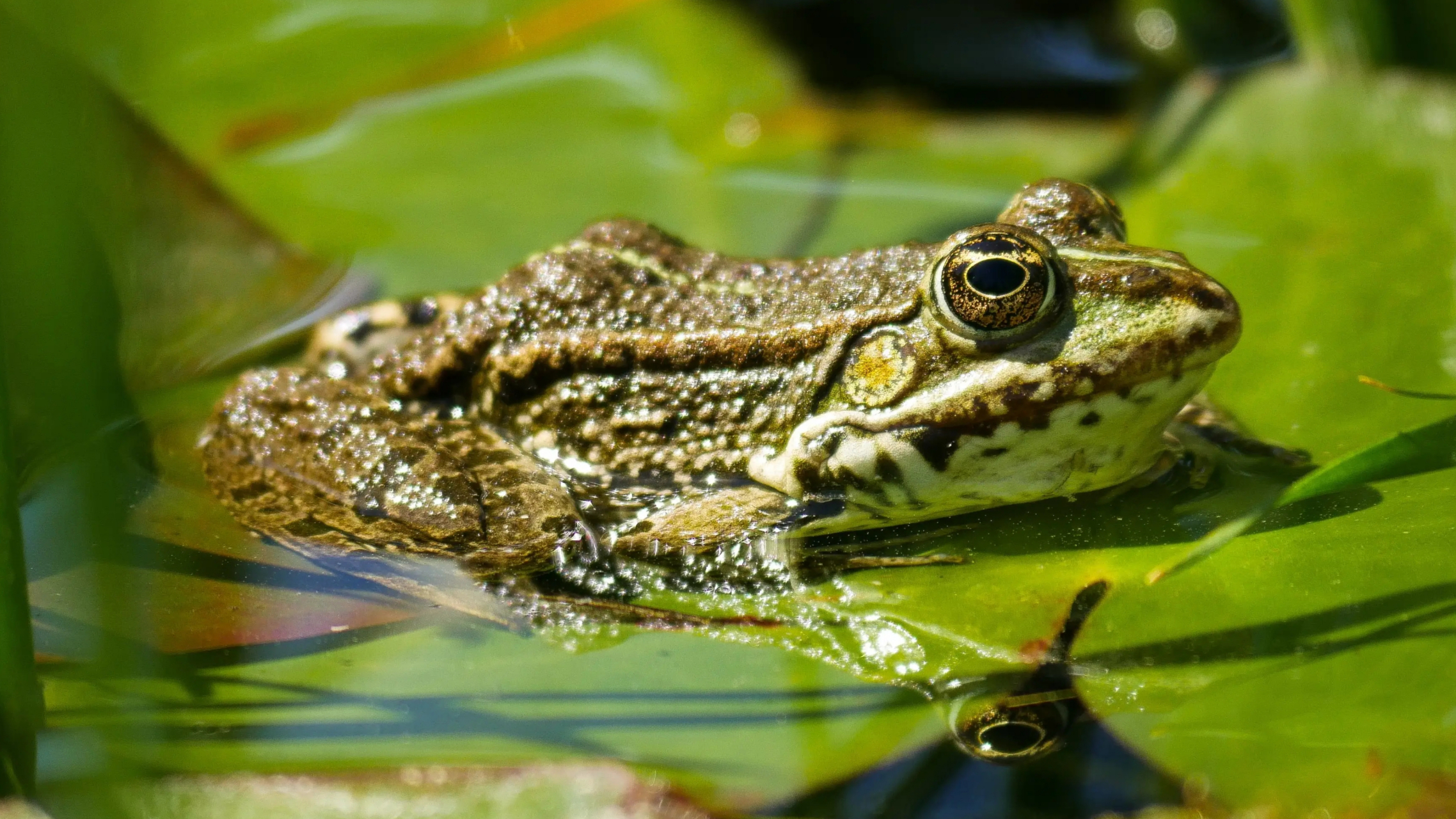 这些寓意与青蛙的生命周期,生存环境和习性相关,展现人类对其的关注和