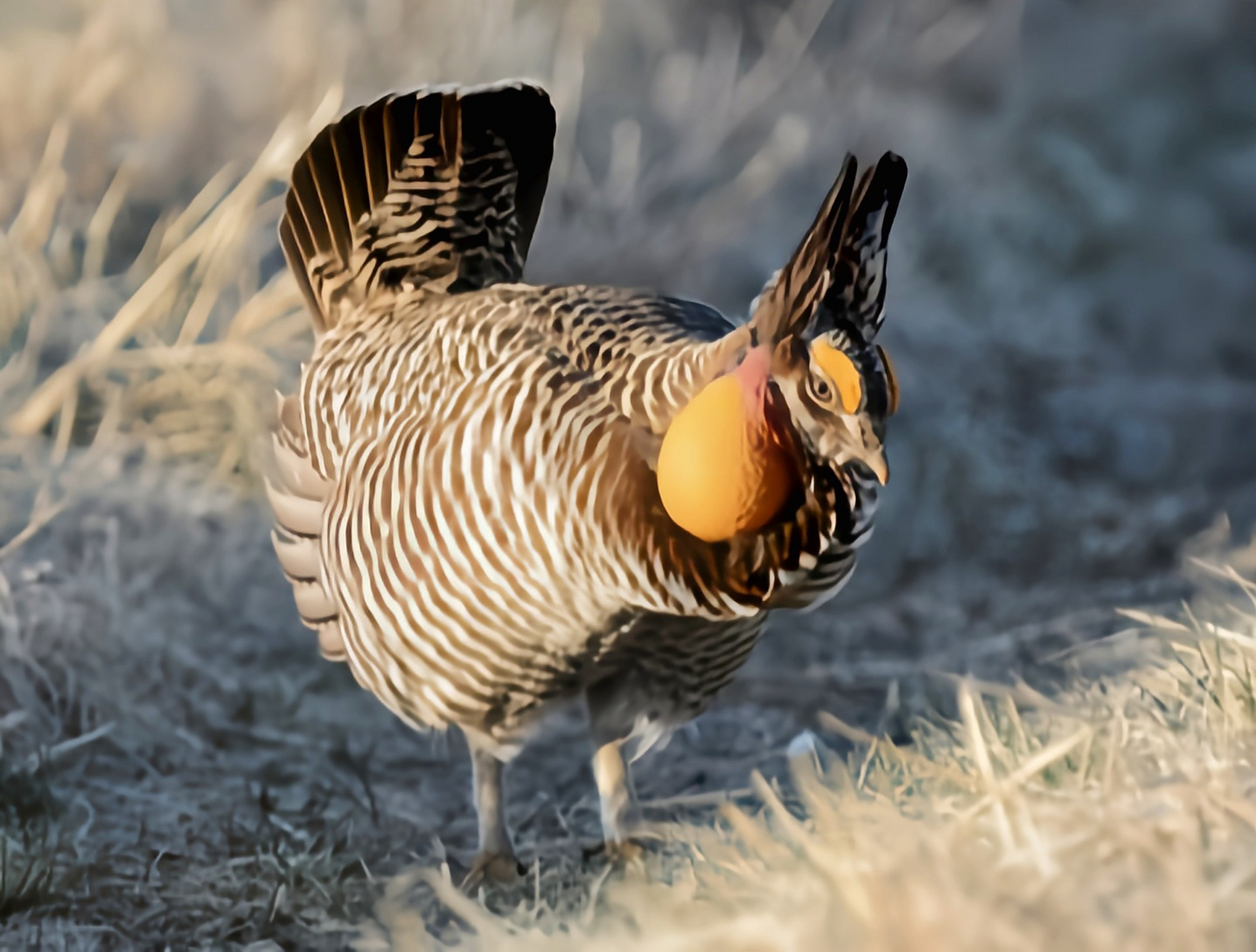 跨年创作挑战赛# 草原松鸡别名草原榛鸡,生活于北美洲海拔1500-2000