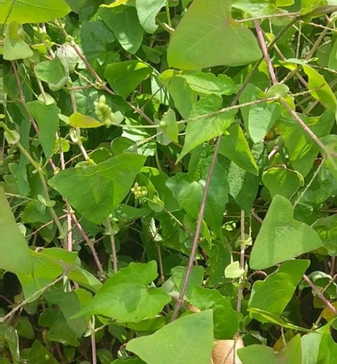 药用植物一杠板归