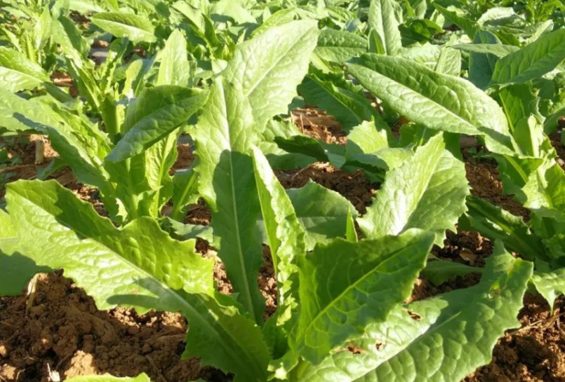 贡菜,又称响菜,山蜇,有4大特点,价值极高,农民朋友要了解!