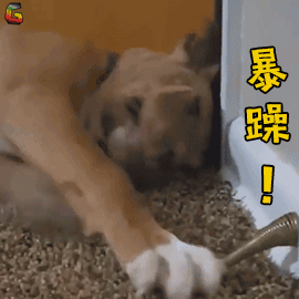 270_270gif 动态图 动图