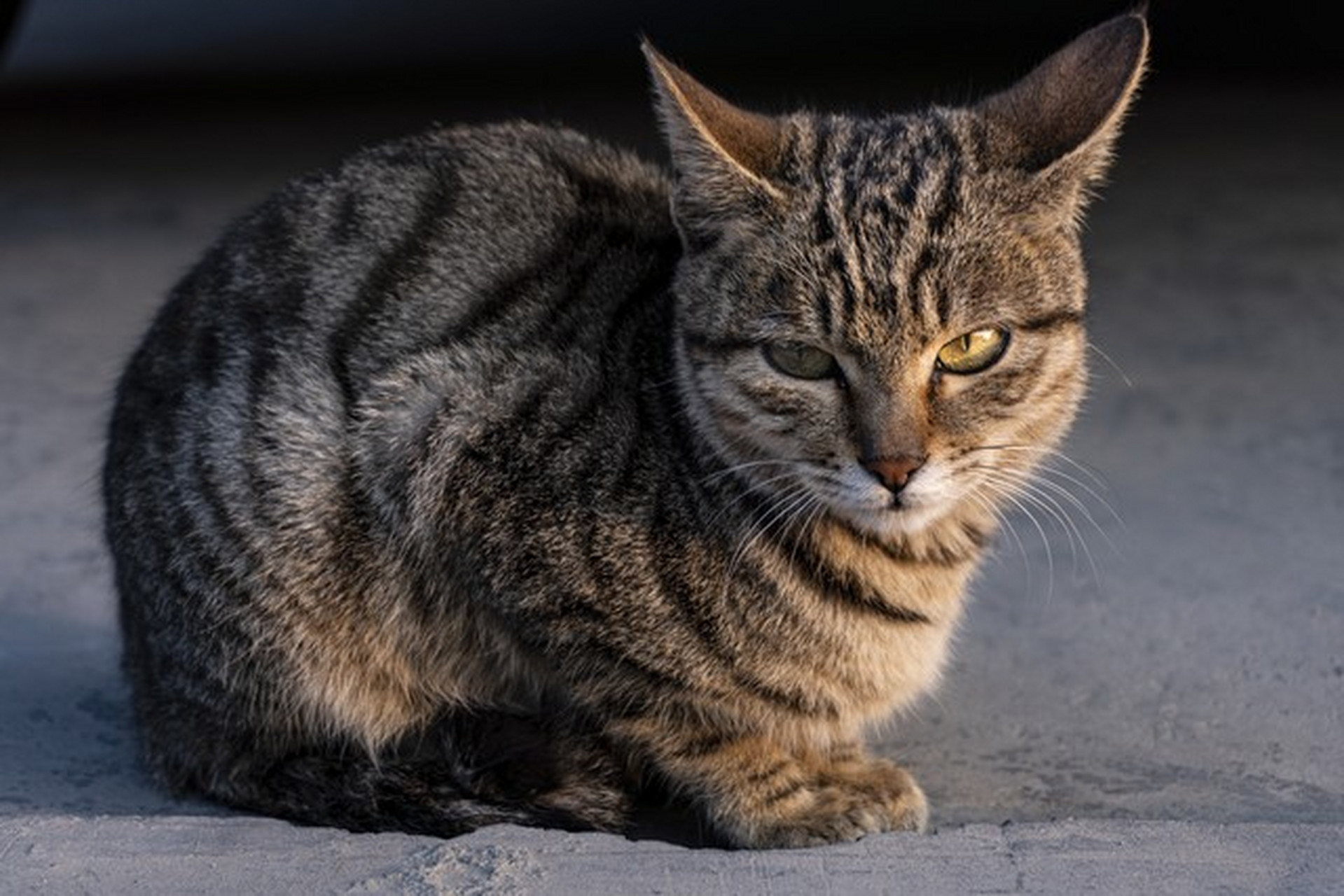 狸花猫鼻子图片