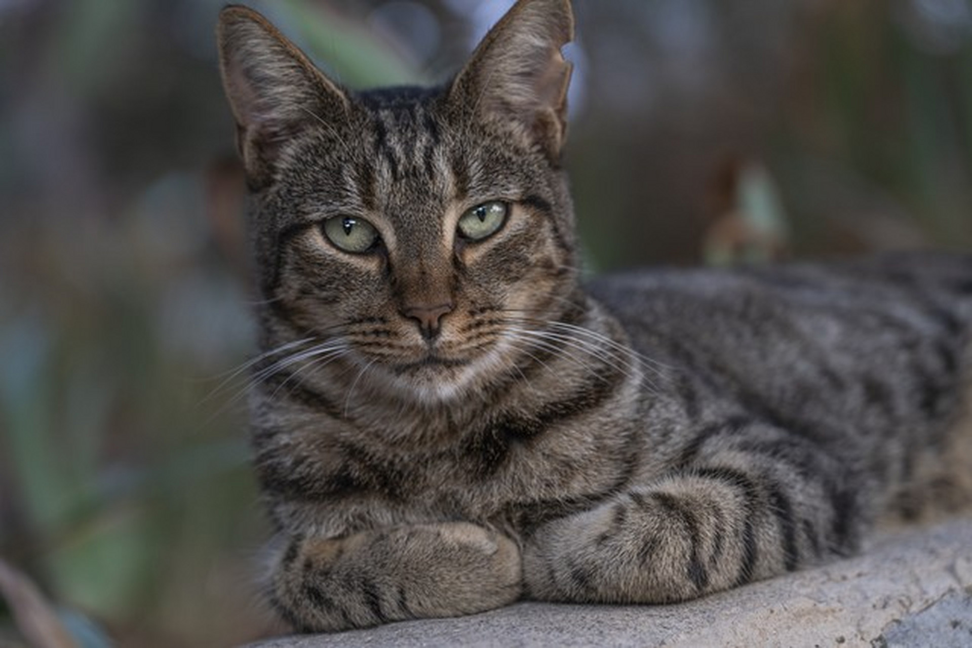 狸花猫鼻子图片