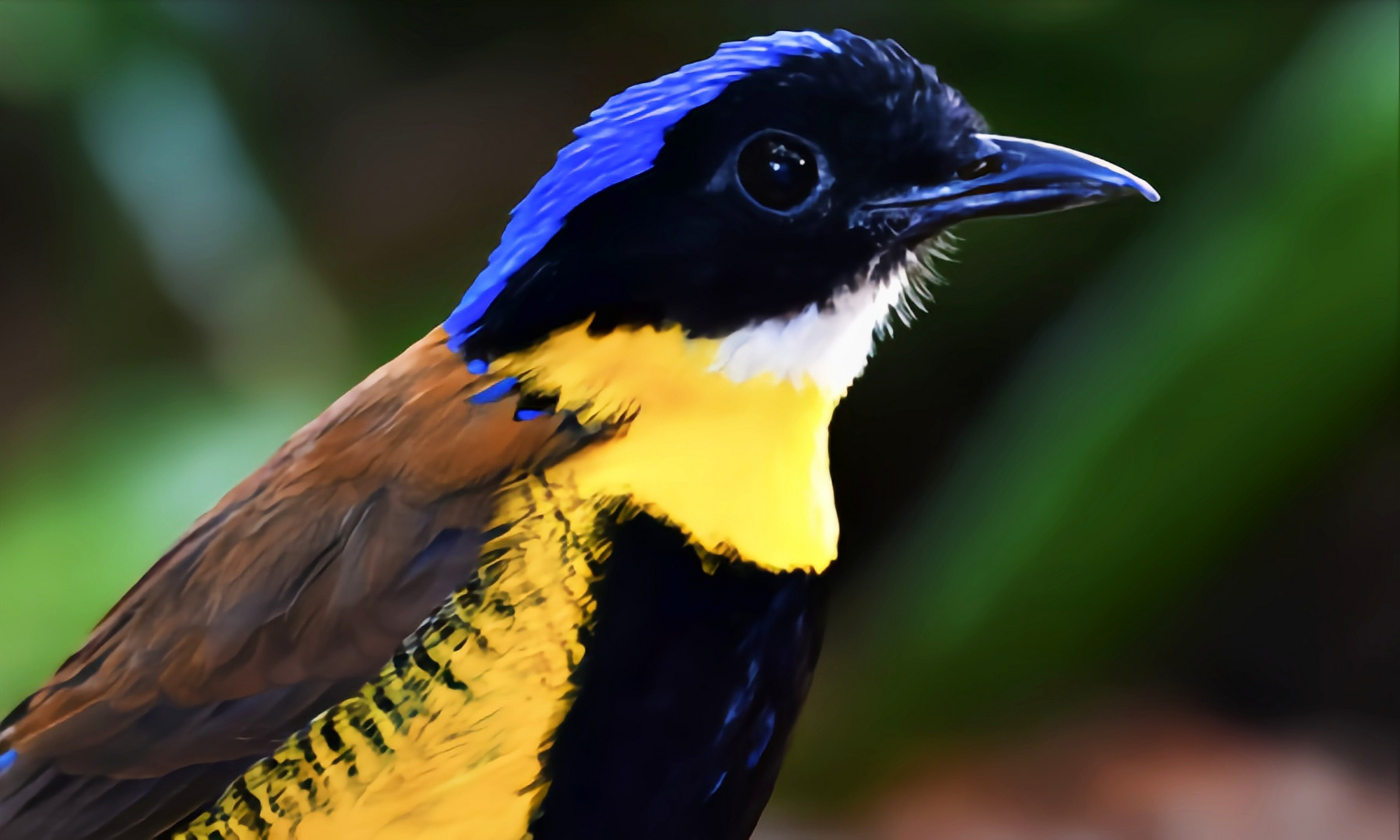 以蛞蝓,昆虫,蚯蚓为食.