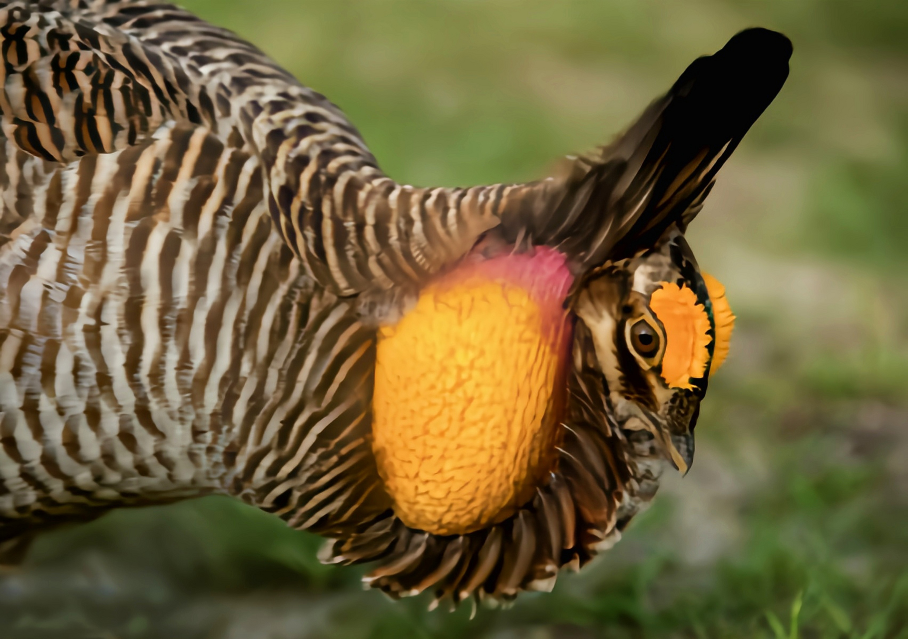 跨年创作挑战赛# 草原松鸡别名草原榛鸡,生活于北美洲海拔1500-2000