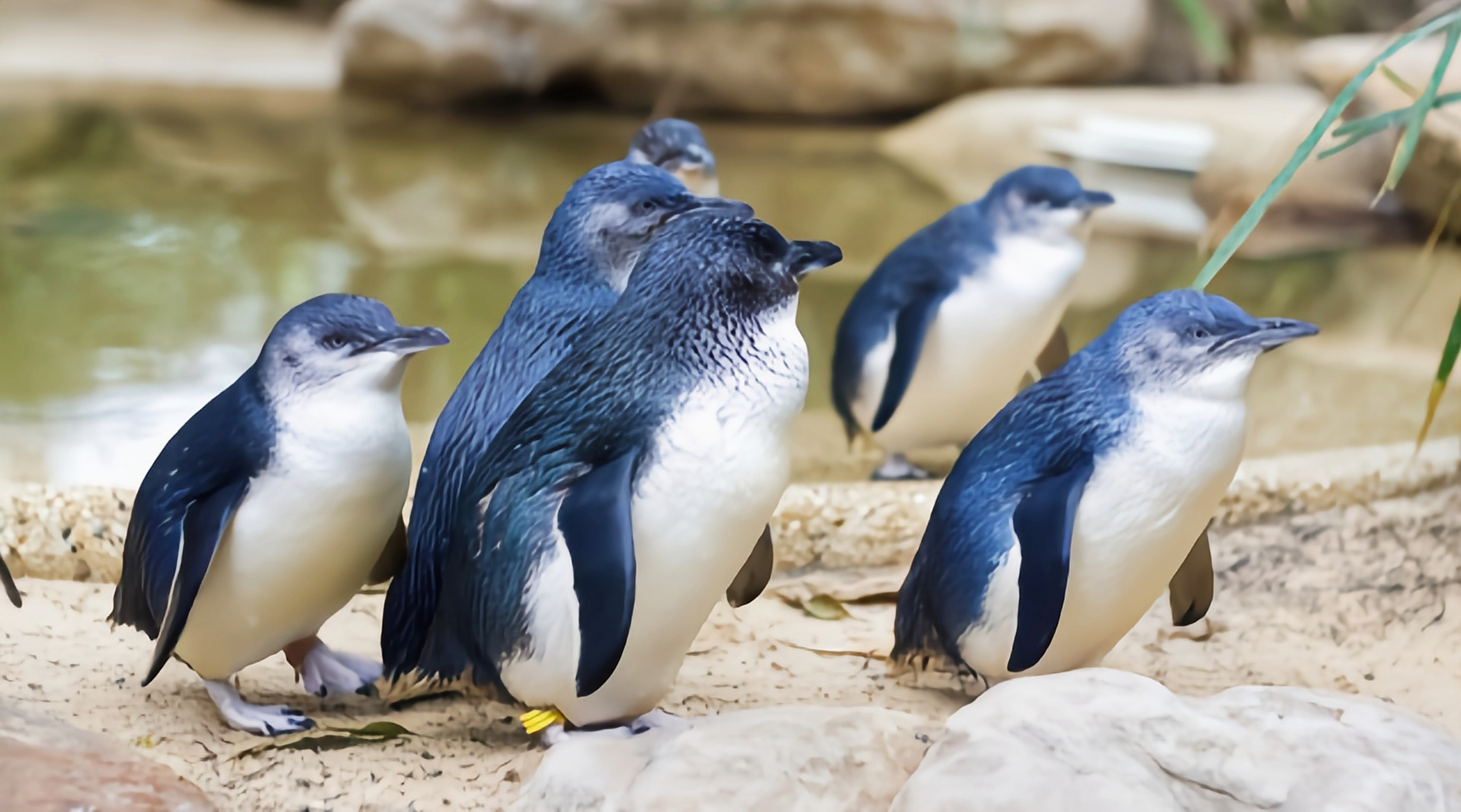 跨年创作挑战赛# 小蓝企鹅是企鹅科体型最小的成员,唯一拥有蓝色用