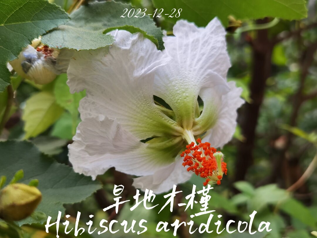 day30 - 旱地木槿