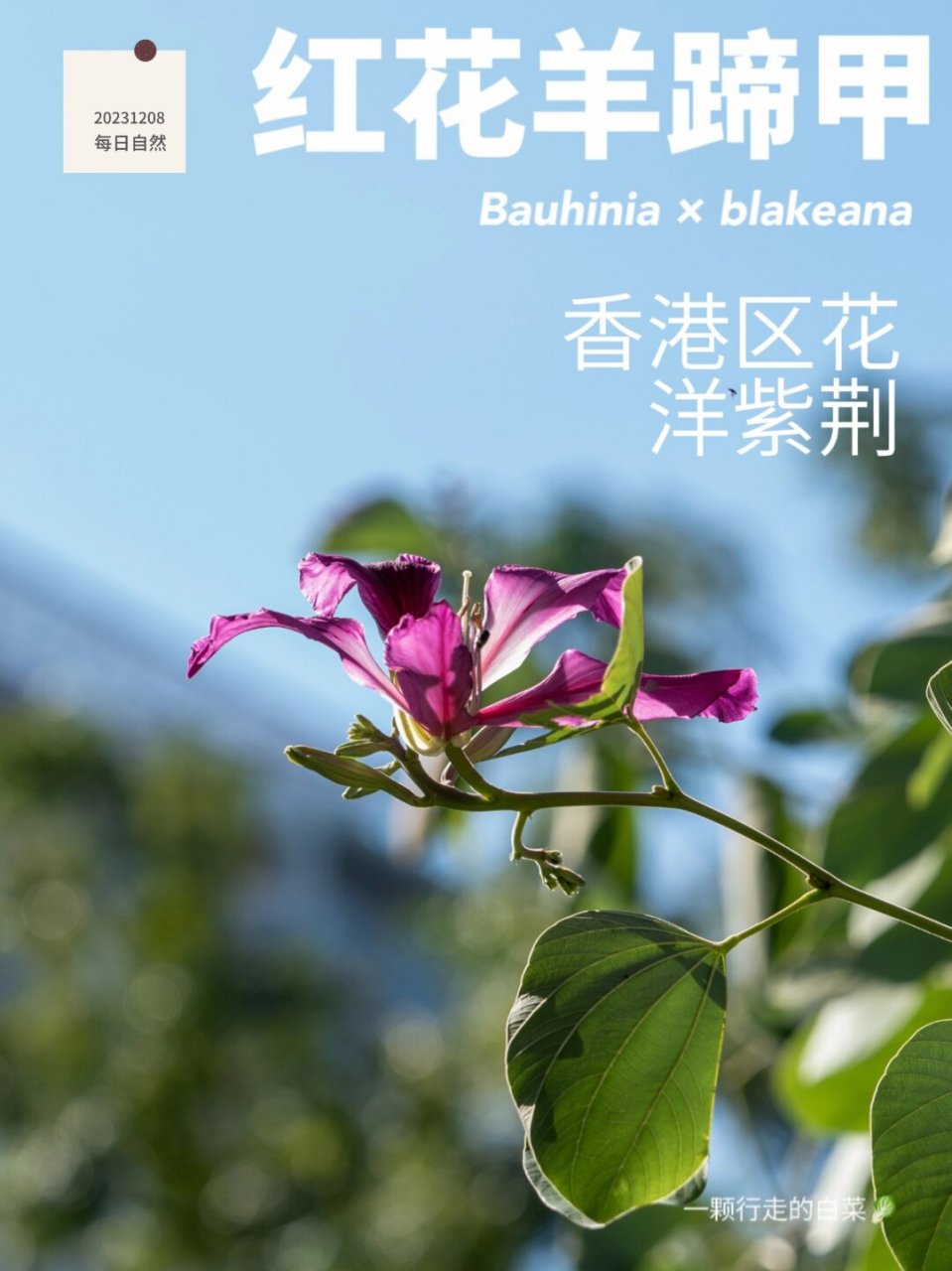 植物笔记291 | 只开花不结果的洋紫荆  红花羊蹄甲,属于豆科羊蹄甲属