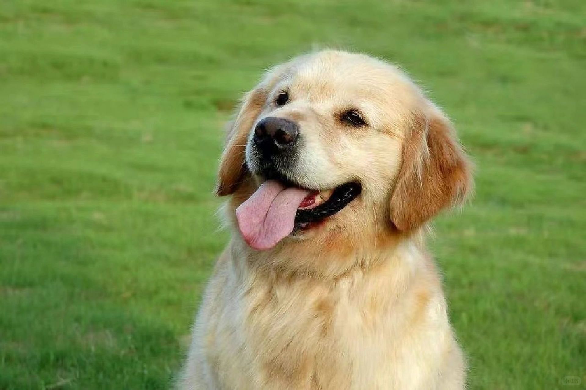 金毛寻回猎犬:温文尔雅的家庭守护者  金毛寻回猎犬,这个名字在犬类