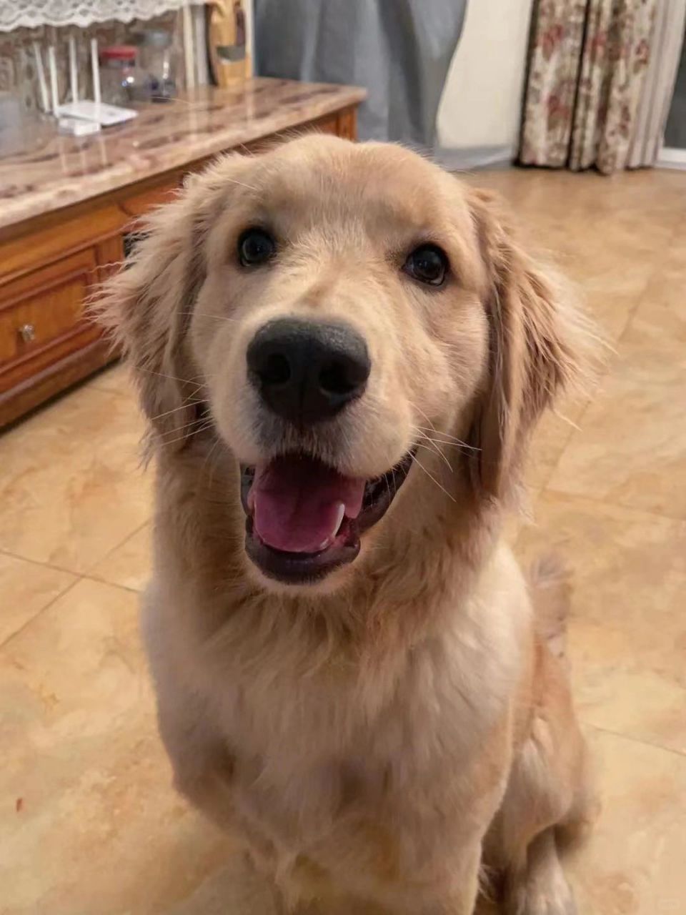 每周分享一只狗——金毛犬  金毛犬,又称黄金猎犬,金毛寻回犬,是一种