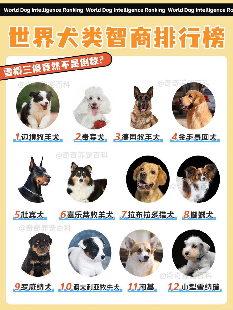 智商排名前十的犬种  边境牧羊犬,贵宾犬,德国牧羊犬,金毛寻回犬