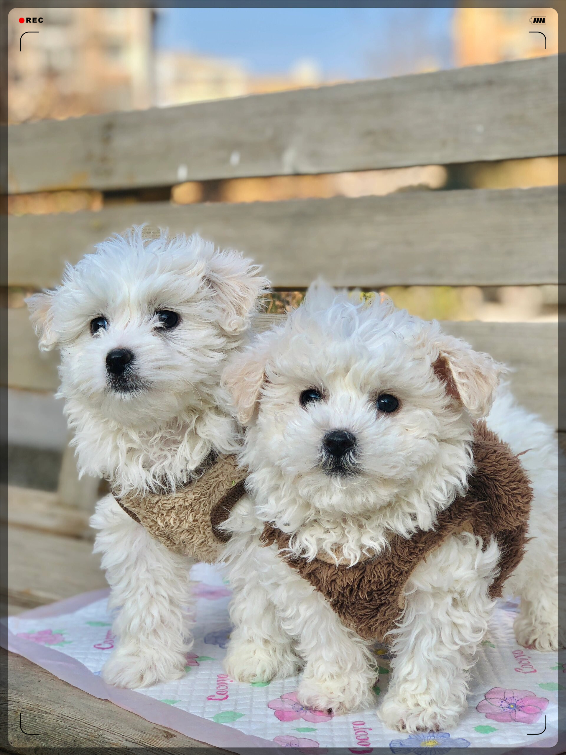 带狗狗回家  今天,我带着两只毛茸茸的小精灵回家啦!