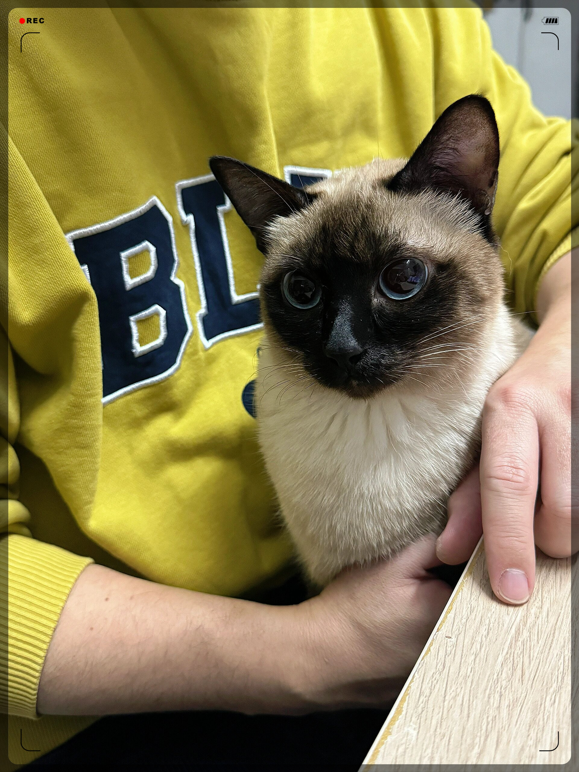 这只暹罗猫,毛色如雪,眼眸深邃,就像冬日里的星星.