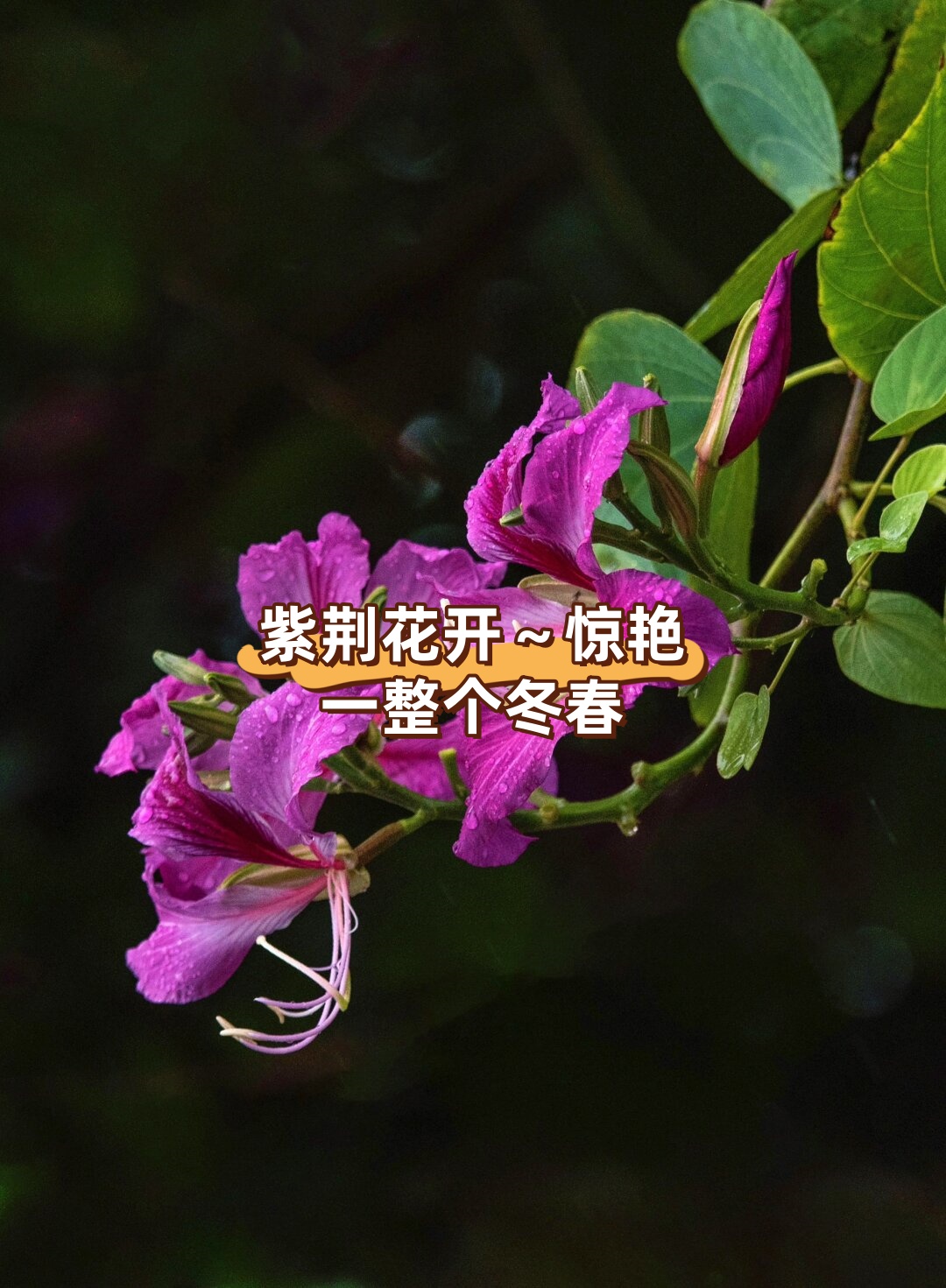 紫荆花开～惊艳一整个冬春  紫荆花是一种非常美丽的花卉,其盛开的