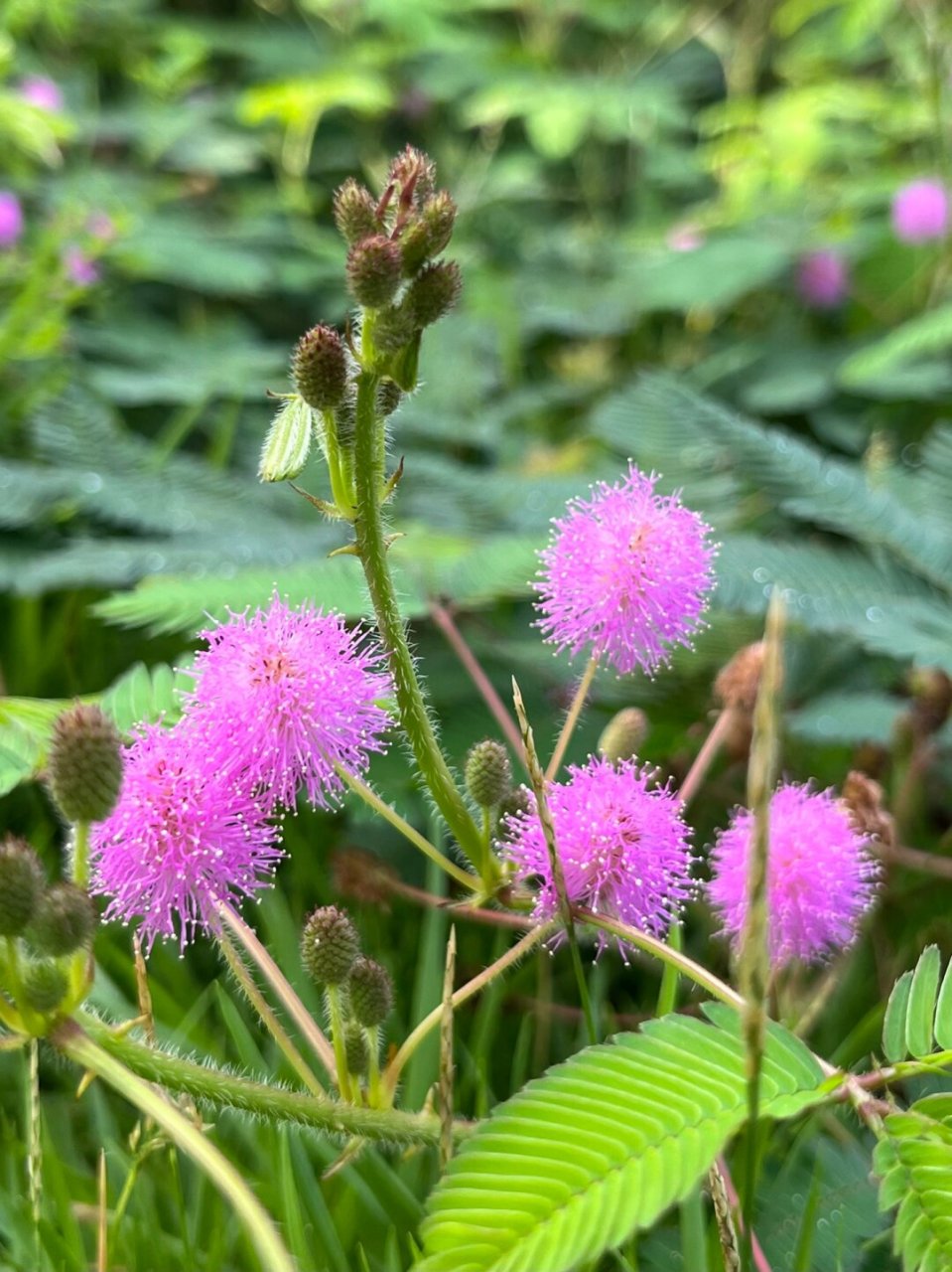 基本信息  学名:mimosa pudica l