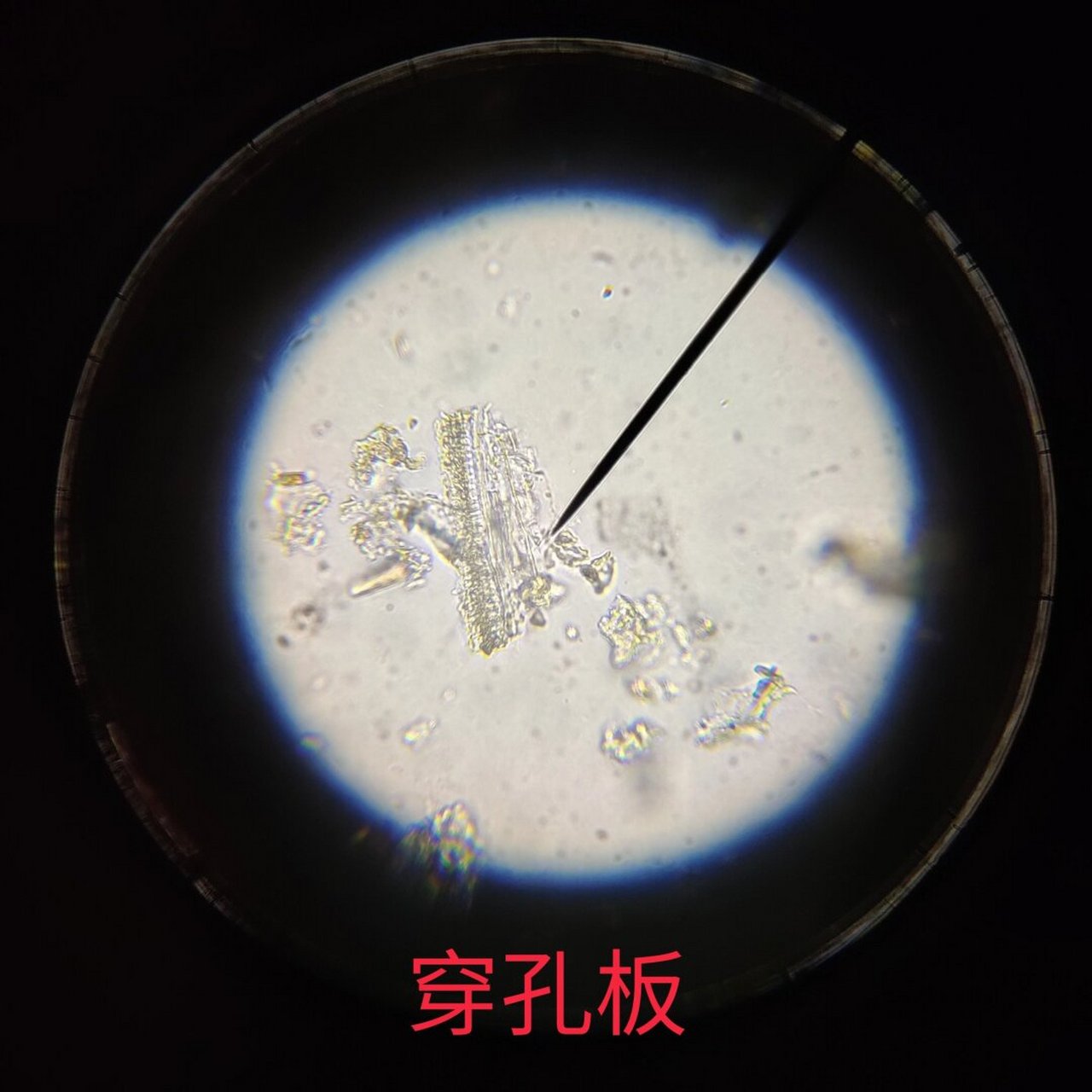 麻黄粉末显微特征  当我们深入研究麻黄的微观世界时,会发现其结构