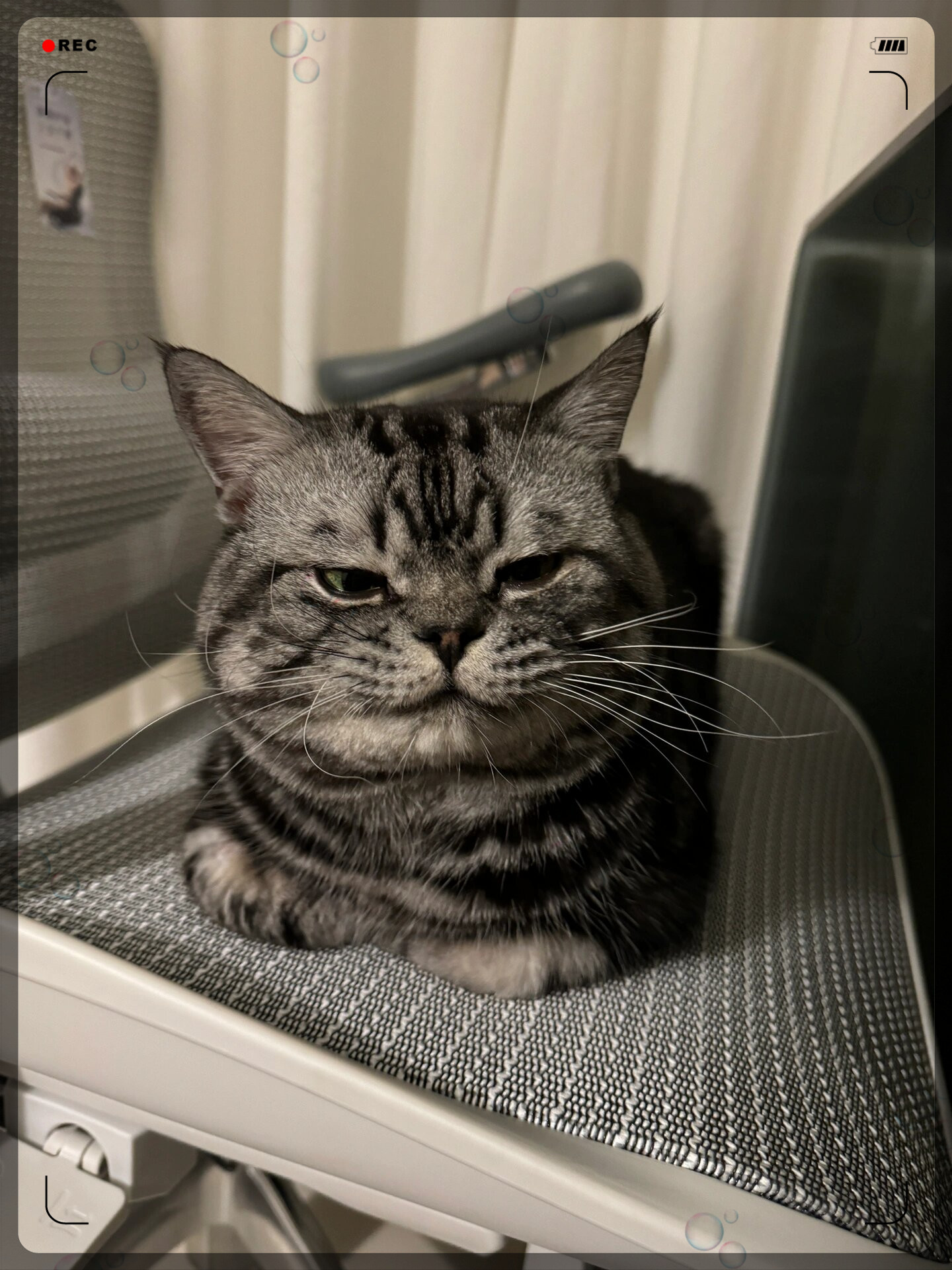 今天来晒一下我家的美短虎斑, 柴郡猫的混血宝宝,笑猫日记里的小