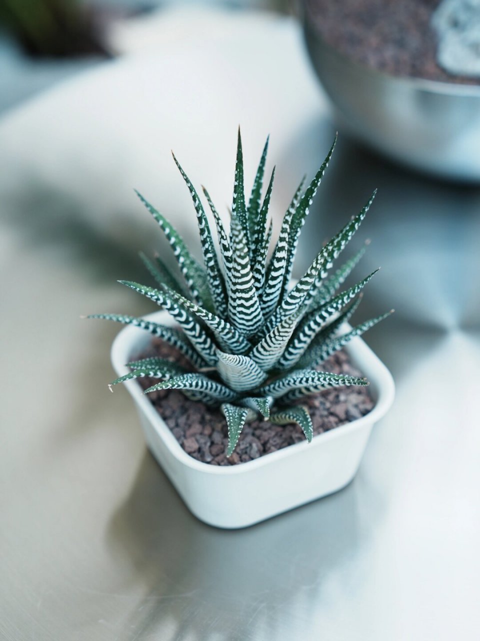 十二卷|内卷之王9015  十二卷的养护指南  简介