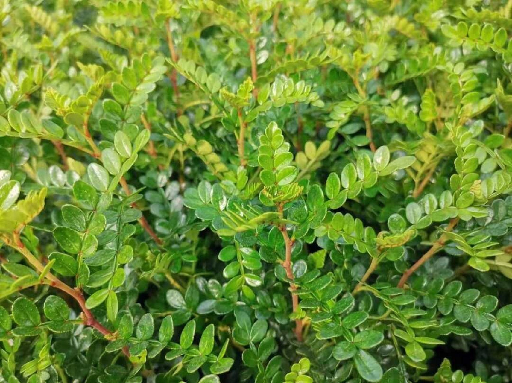 清香木为阳性树  清香木,漆树科黄连木属的灌木或小乔木植物,树皮呈现