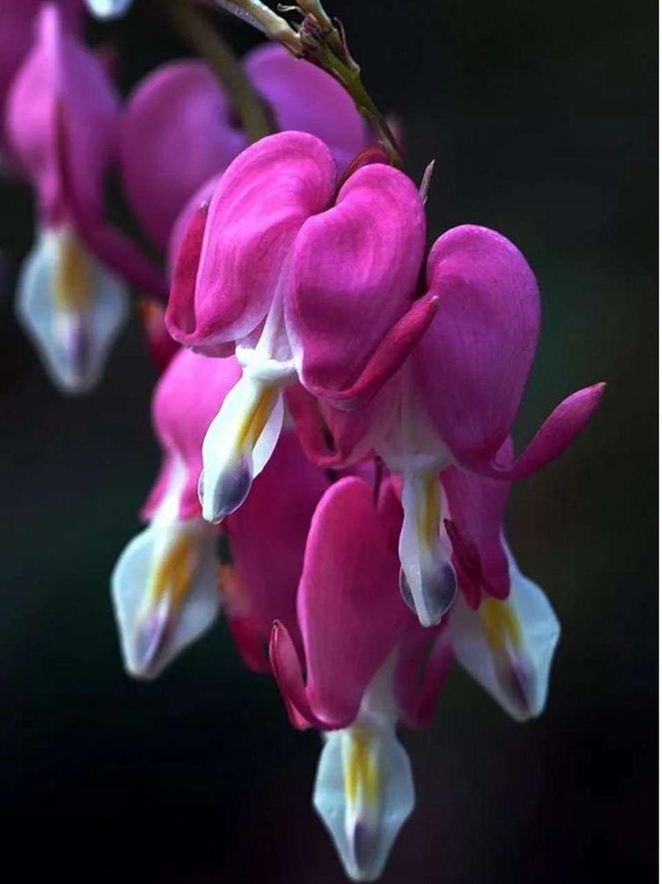 每日识花@「荷包牡丹」  荷包牡丹:  学名:dicentra spectabilis (l.