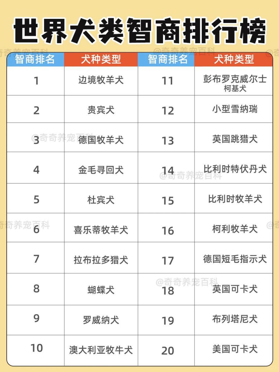 世界犬类智商排行榜 智商排名前十的犬种 边境牧羊犬,贵宾犬,德国