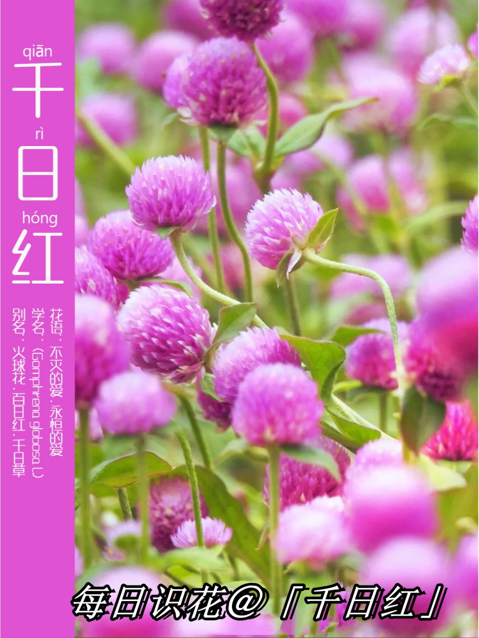 又被称为百日红,火球花,是一种苋科,千日红属的一年生直立草本植物.