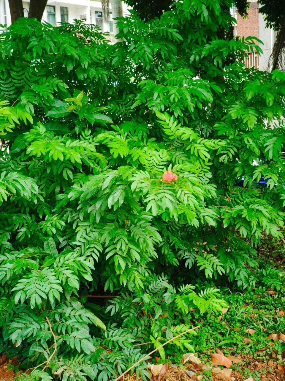 认识一种植物040 | 朱缨花  中文名:朱缨花  别名:美蕊花,美洲合欢,红