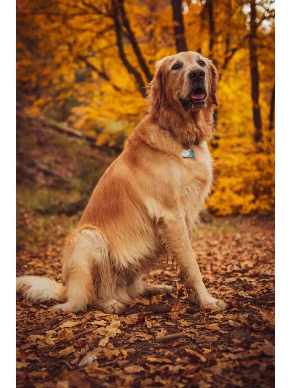 金毛犬的特点图片