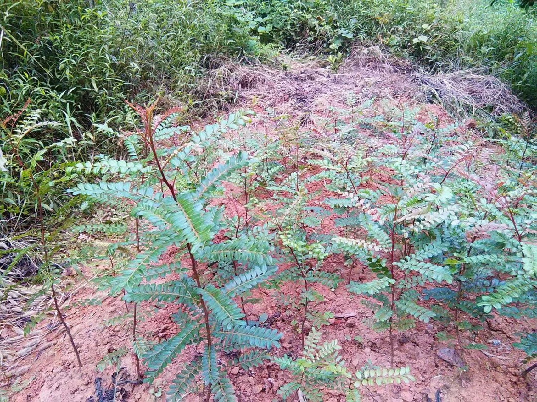 清香木为阳性树  清香木,漆树科黄连木属的灌木或小乔木植物,树皮呈现