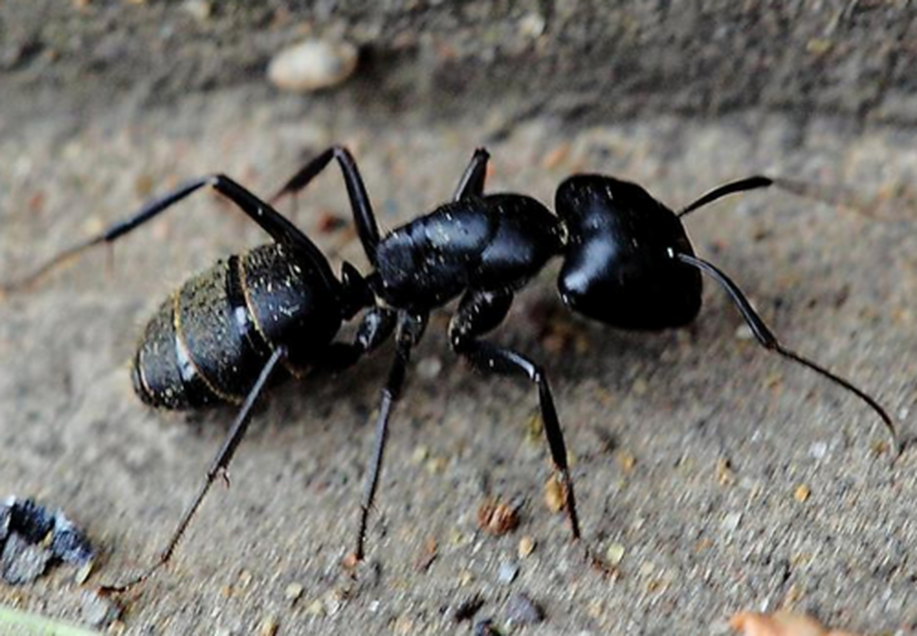 长白山野生黑蚂蚁泡酒的制作方法