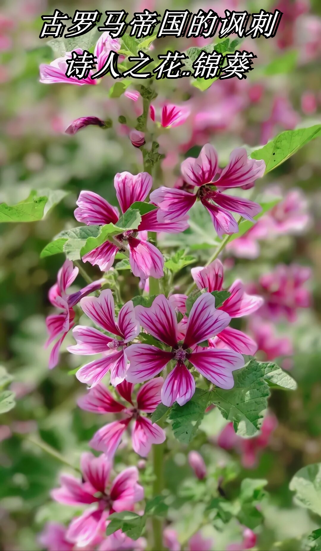 古罗马帝国的讽刺诗人之花锦葵  锦葵,一种二年生或多年生的直立草本