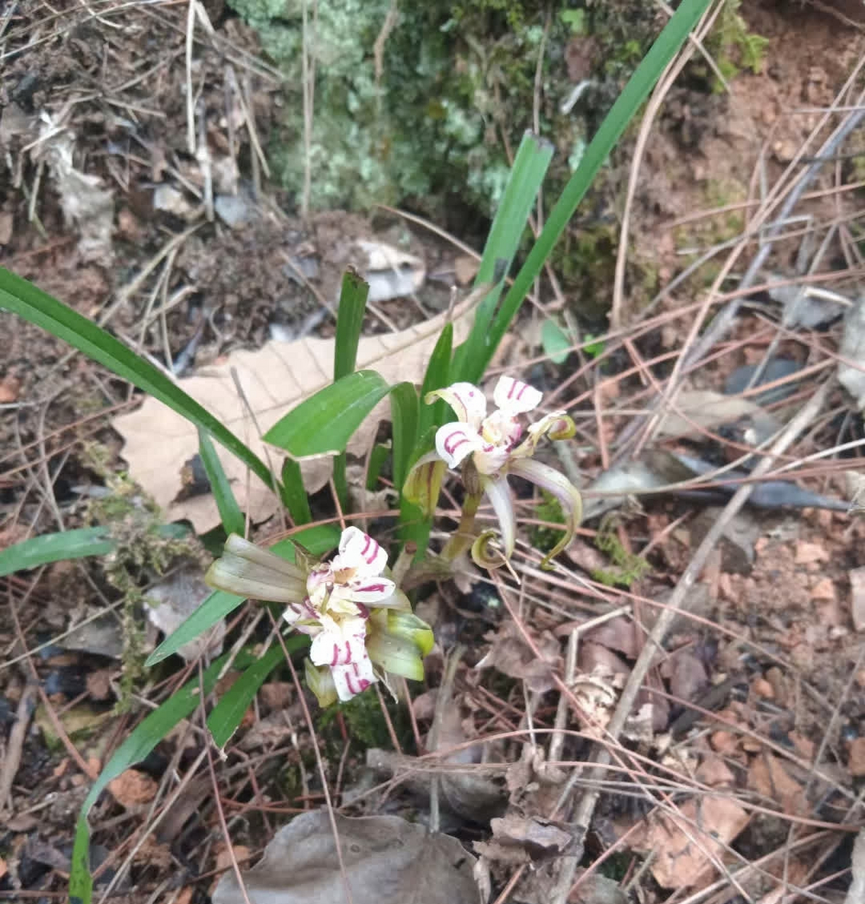 山上的兰花为何如此独特地绽放?真是令人惊叹.