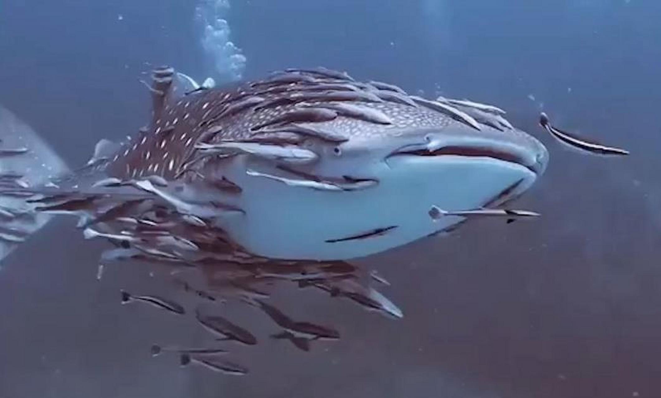 吸盘鱼# 几十条吸盘鱼盘踞在鲸鲨的大嘴巴中,可惜鲸鲨是滤食型大鲨鱼