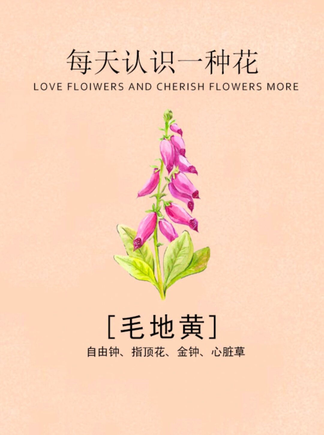 每天认识一种花 之 毛地黄