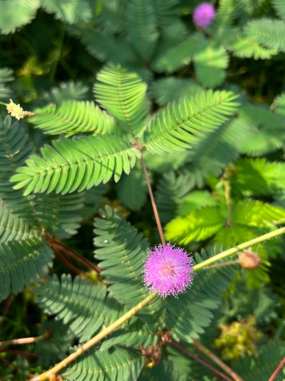 福州植物打标169|自然界里的害羞少女含羞草  基本信息  学名:mimosa
