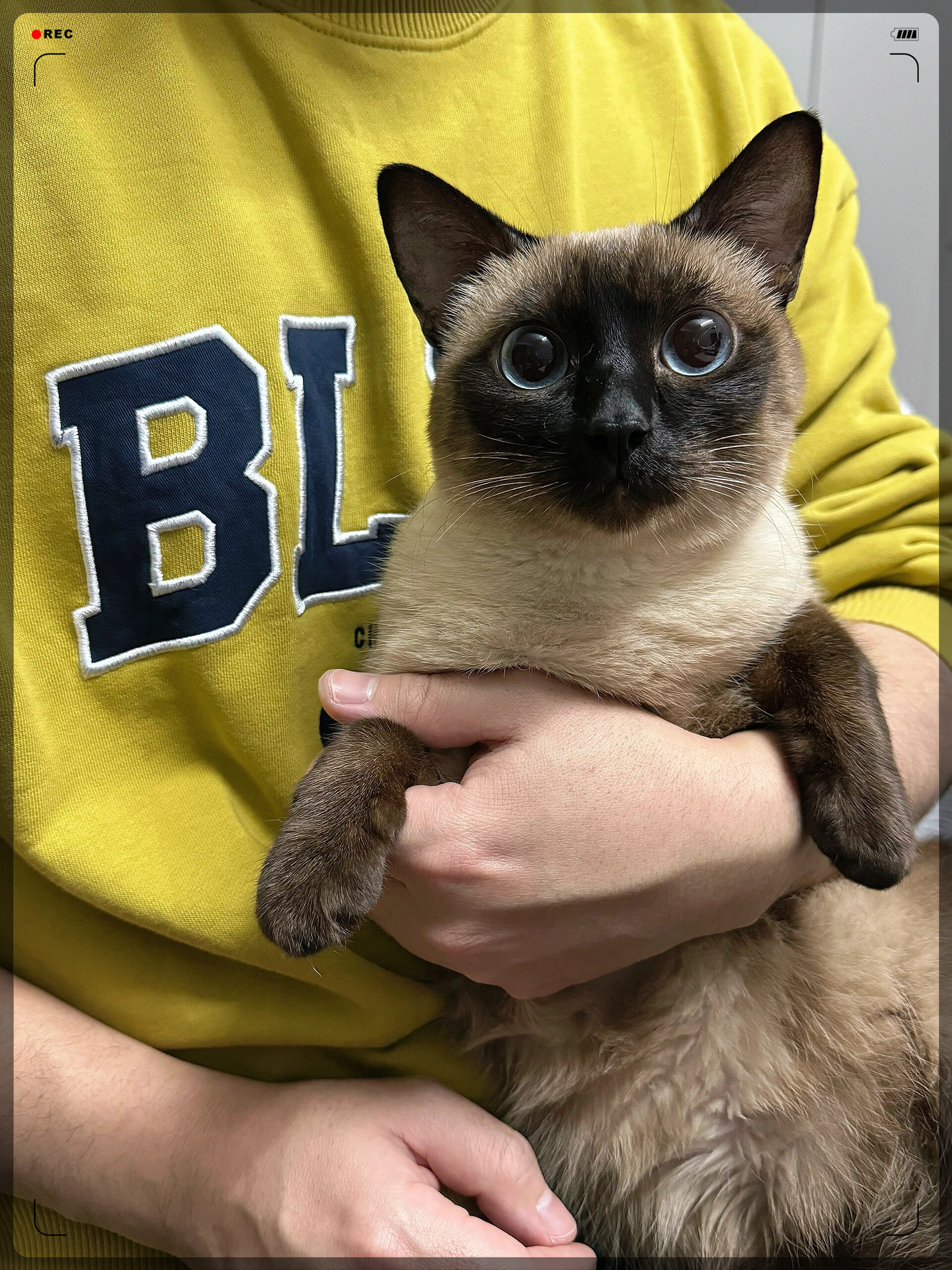 这只暹罗猫,毛色如雪,眼眸深邃,就像冬日里的星星.