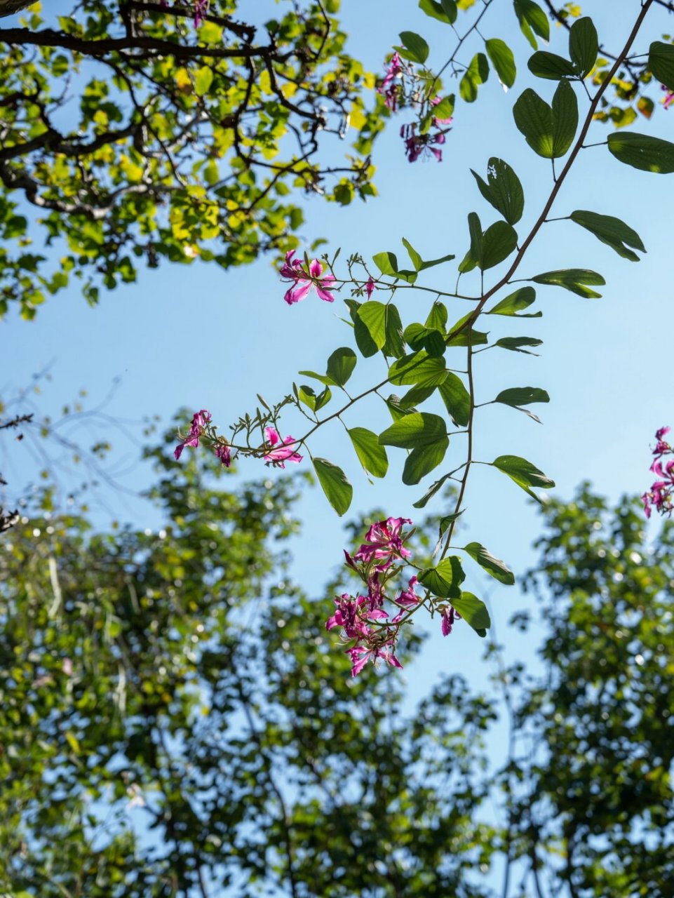 植物笔记291 | 只开花不结果的洋紫荆  红花羊蹄甲,属于豆科羊蹄甲属