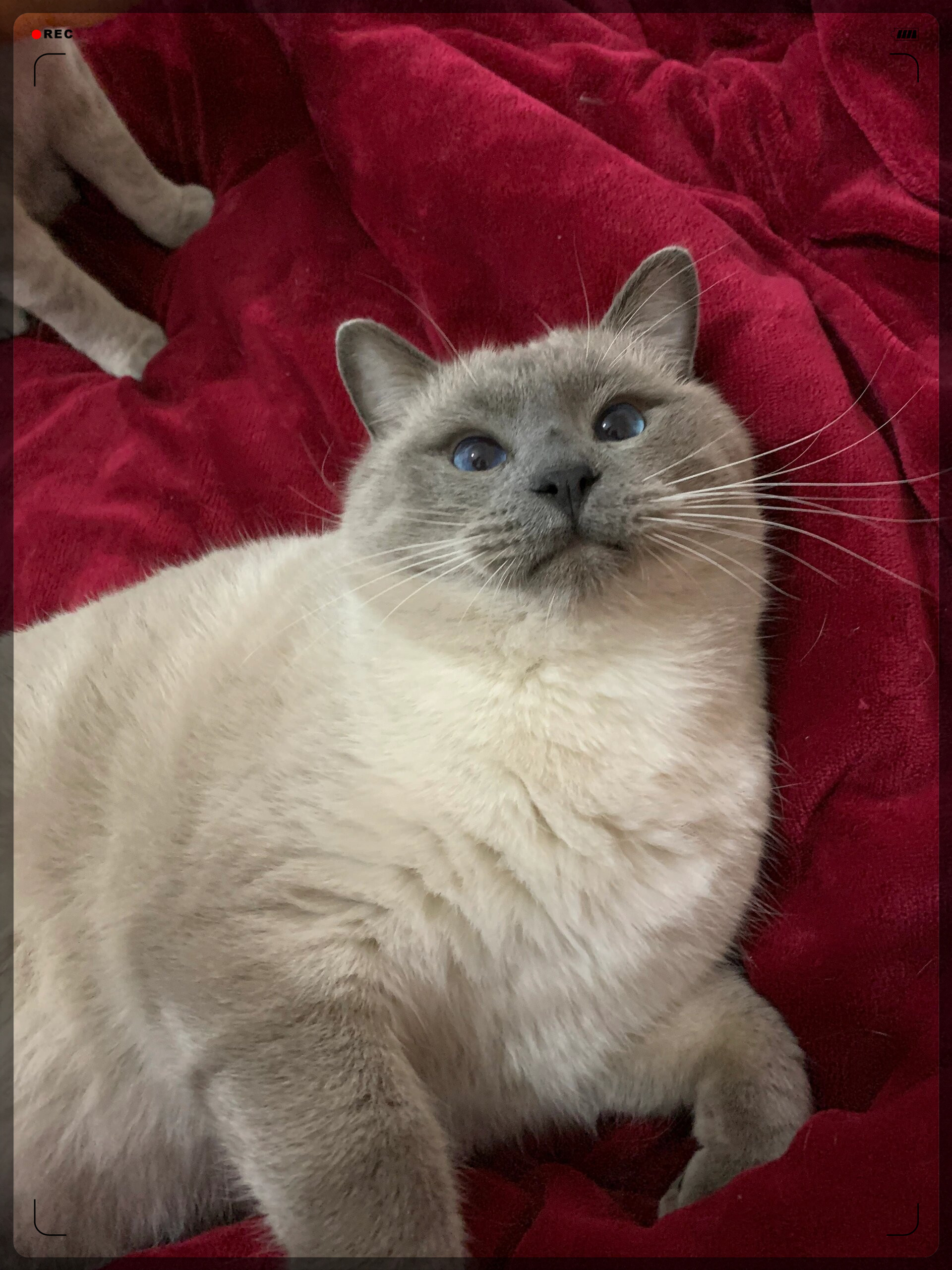 它的毛色如同暹罗猫特有的深棕色,眼睛犹如两颗宝石般闪烁.