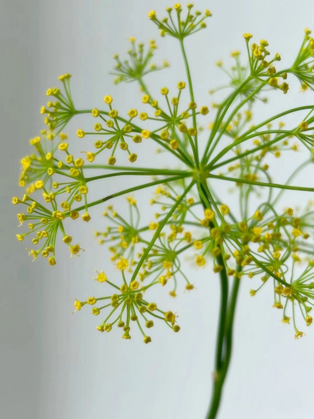 其拉丁学名是foeniculum vulgare mill,属于伞形科,茴香属