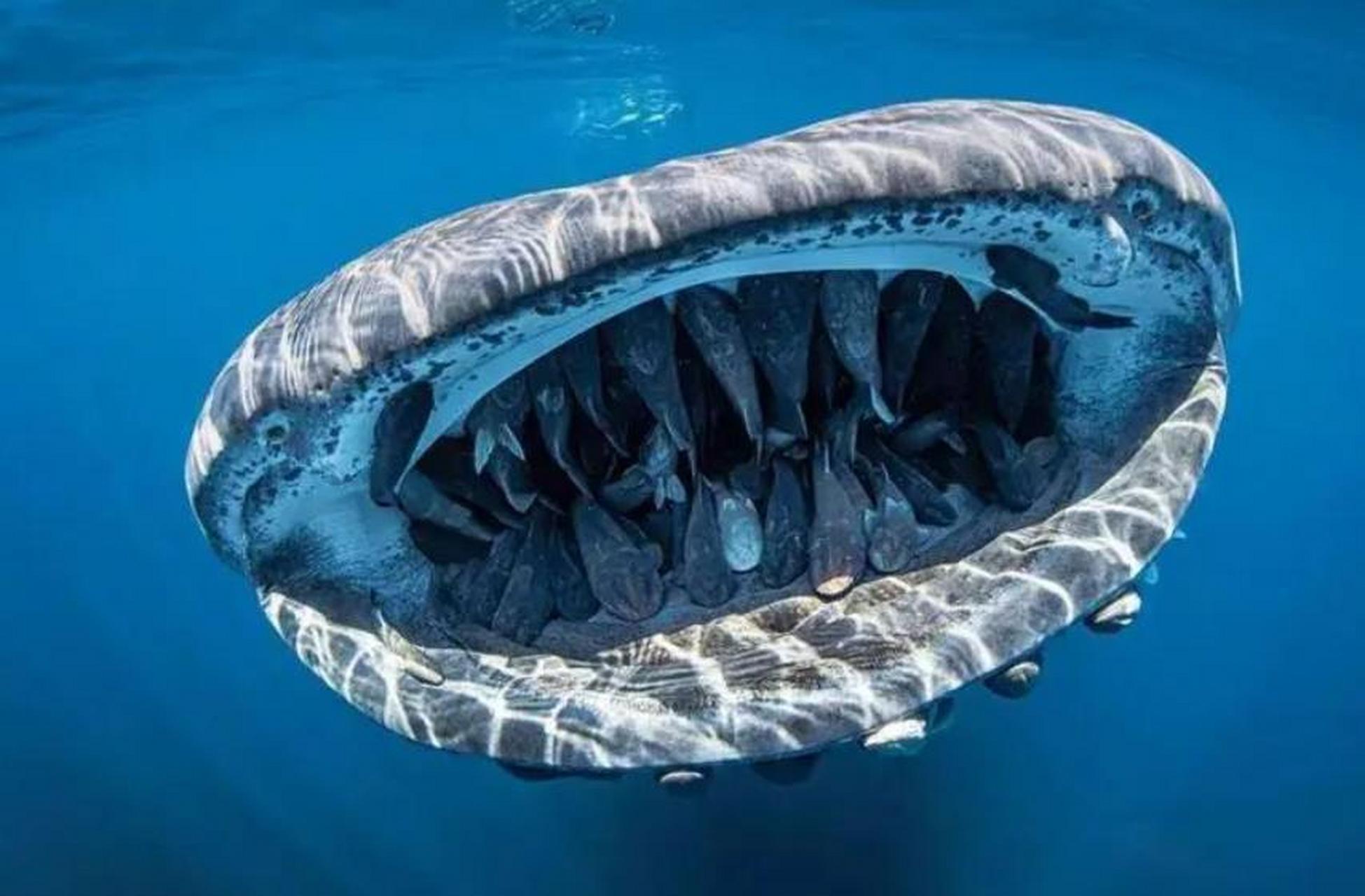 吸盘鱼# 几十条吸盘鱼盘踞在鲸鲨的大嘴巴中,可惜鲸鲨是滤食型大鲨鱼