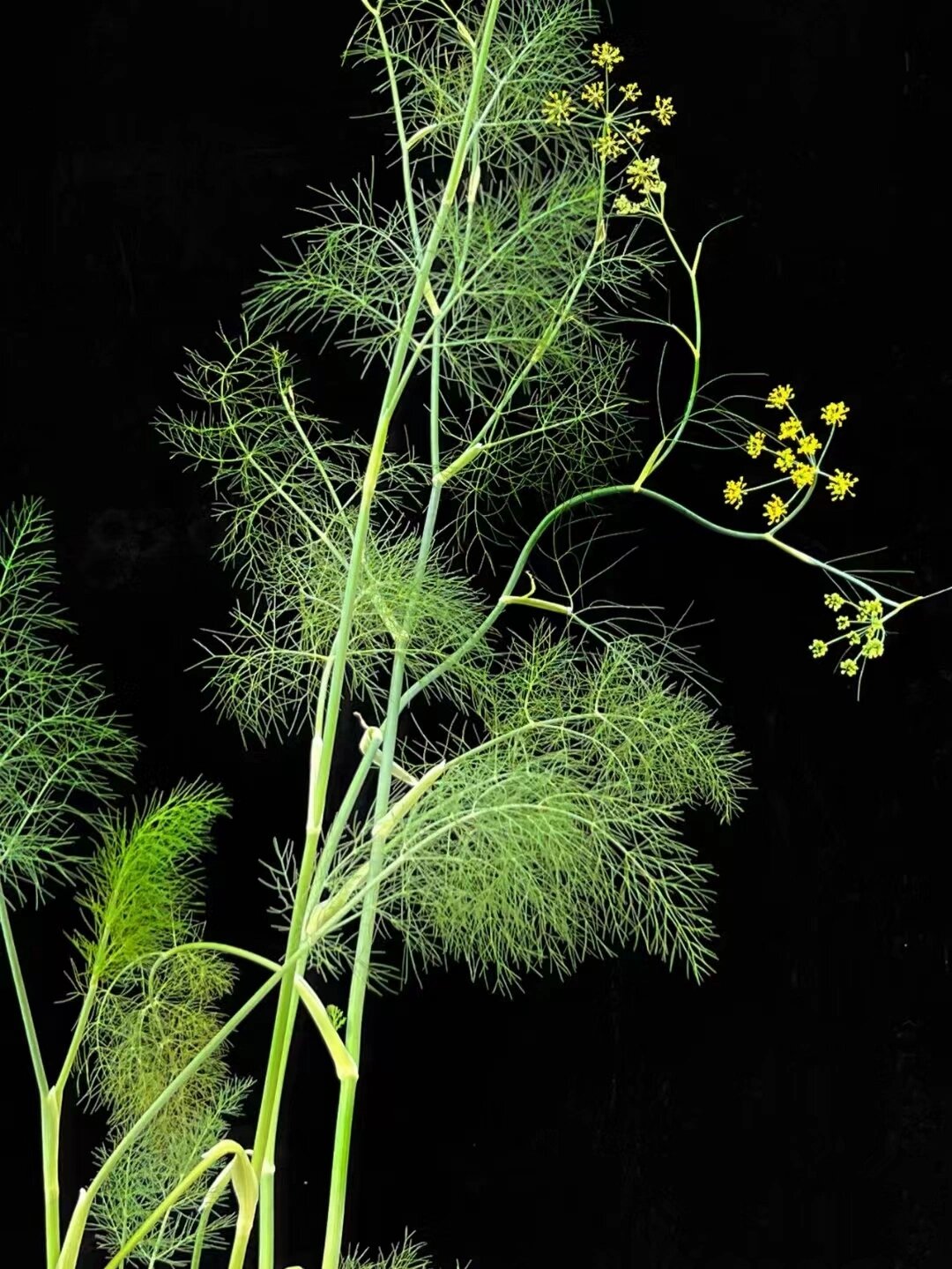 其拉丁学名是foeniculum vulgare mill,属于伞形科,茴香属