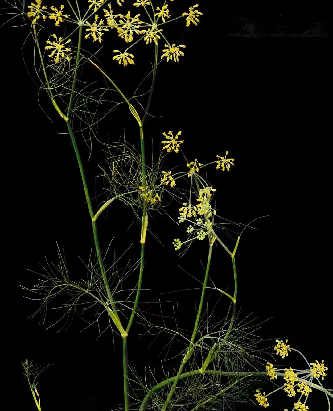 其拉丁学名是foeniculum vulgare mill,属于伞形科,茴香属